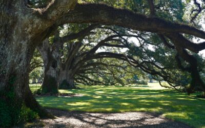 Aiken, SC’s Best-Kept Secret Is a Garden That Doesn’t Need Your Attention to Be Magnificent