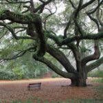 Aiken, SC’s Best-Kept Secret Is a Garden That Doesn’t Need Your Attention to Be Magnificent
