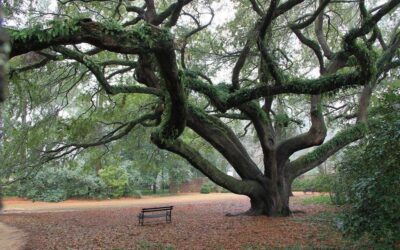 Aiken, SC’s Best-Kept Secret Is a Garden That Doesn’t Need Your Attention to Be Magnificent