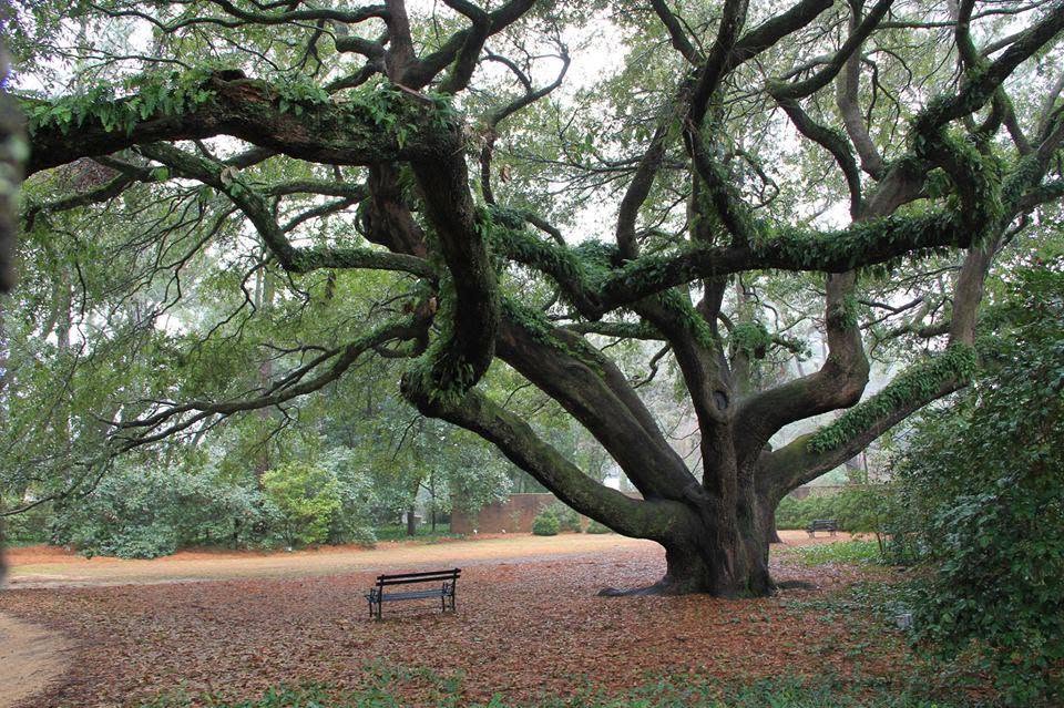 hopeland-gardens-aiken-sc-credit-mark-hudson A park bench under a spreading oak tree in Hopeland Gardens, Aiken, SC. Photo: Mark Hudson