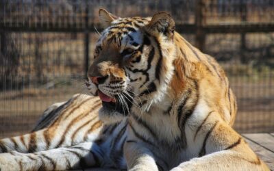 Get Face to Face With the Wild at Tiger World