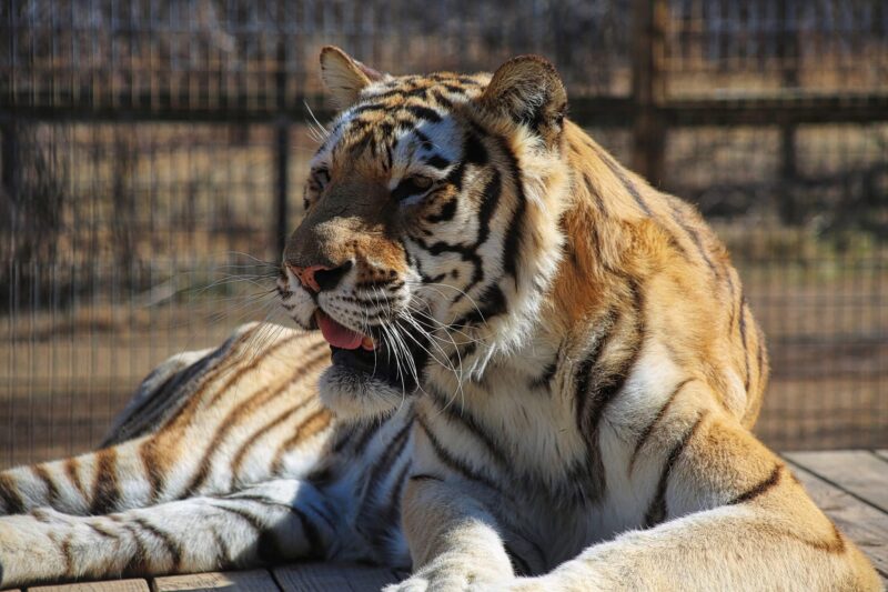 tiger-at-tiger-world-rockwell-nc