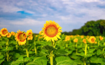A Field Full of Sunflowers Near Fort Mill Is Free, Open to the Public, and Won’t Last Long