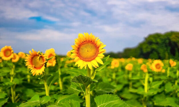 A Field Full of Sunflowers Near Fort Mill Is Free, Open to the Public, and Won’t Last Long