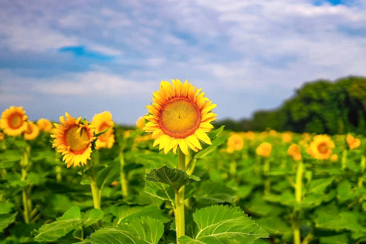 McConnells, SC, York County, sunflower, field